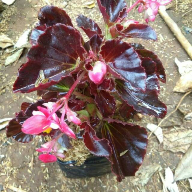Detail Gambar Bunga Begonia Merah Nomer 50