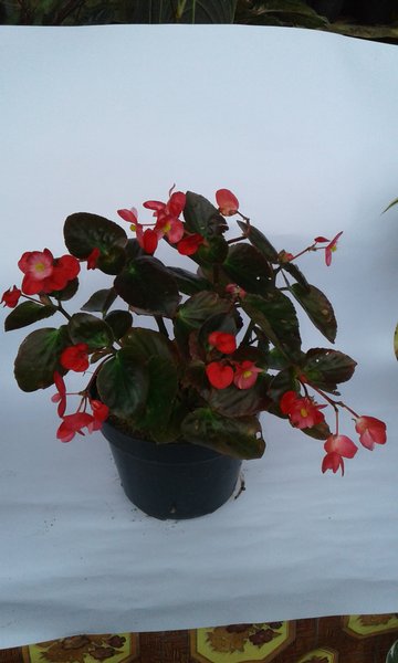 Detail Gambar Bunga Begonia Merah Nomer 8