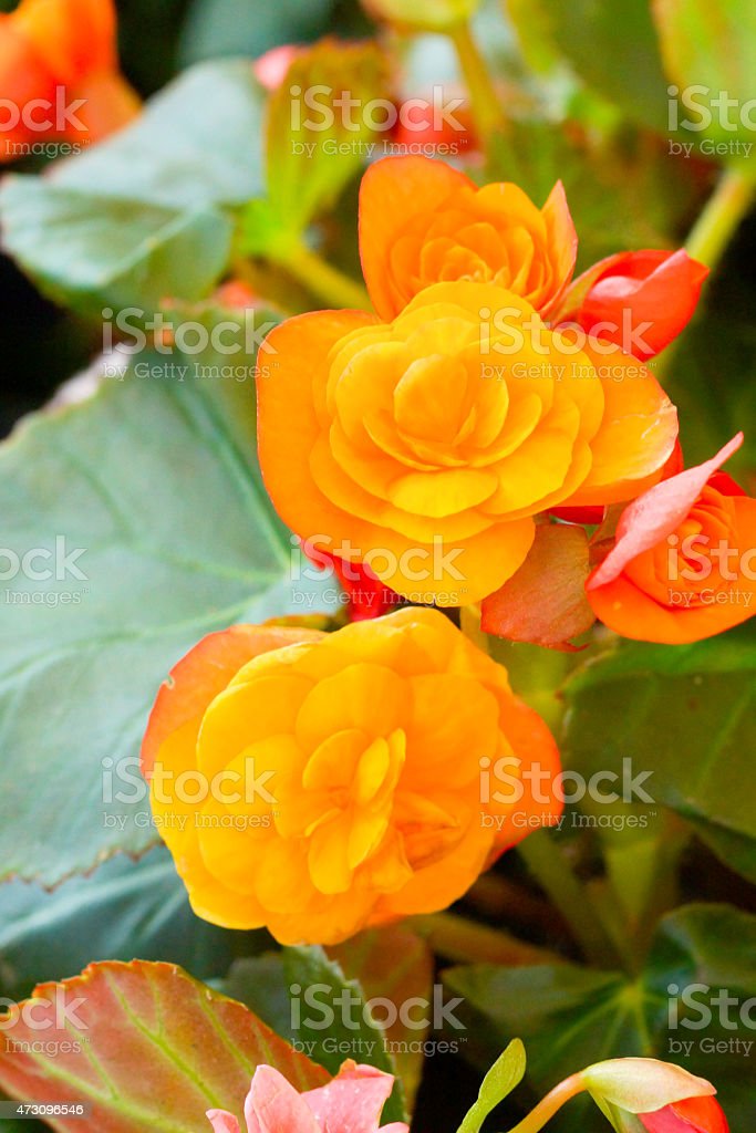 Detail Gambar Bunga Begonia Orange Nomer 28