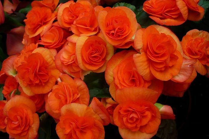 Detail Gambar Bunga Begonia Orange Nomer 30