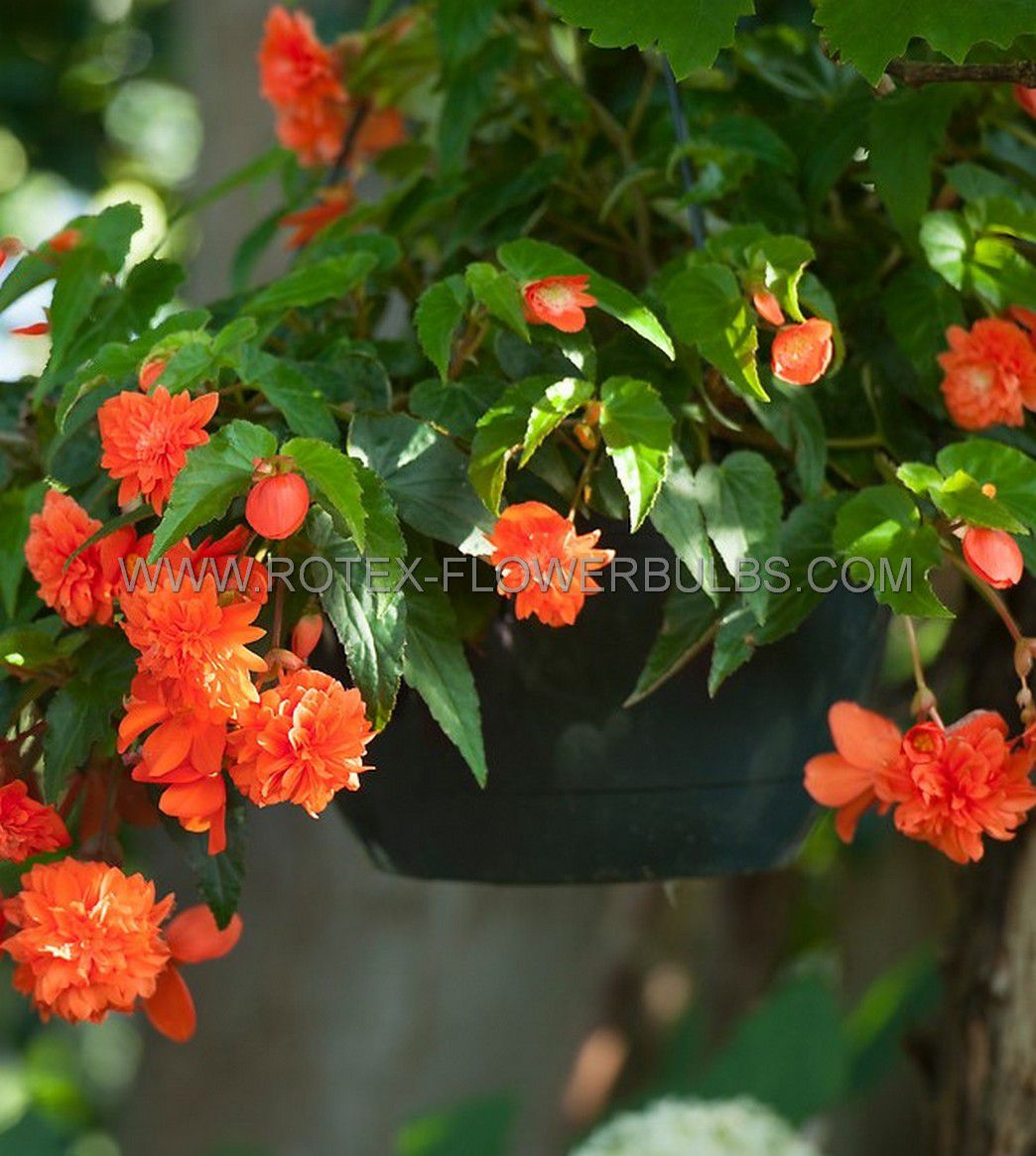 Detail Gambar Bunga Begonia Orange Nomer 42