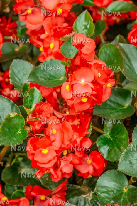 Detail Gambar Bunga Begonia Orange Nomer 49