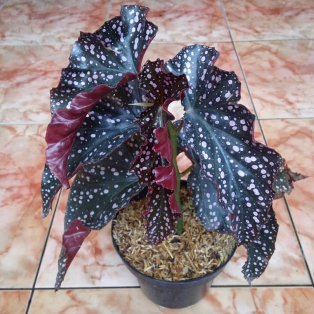 Detail Gambar Bunga Begonia Polkadot Nomer 2