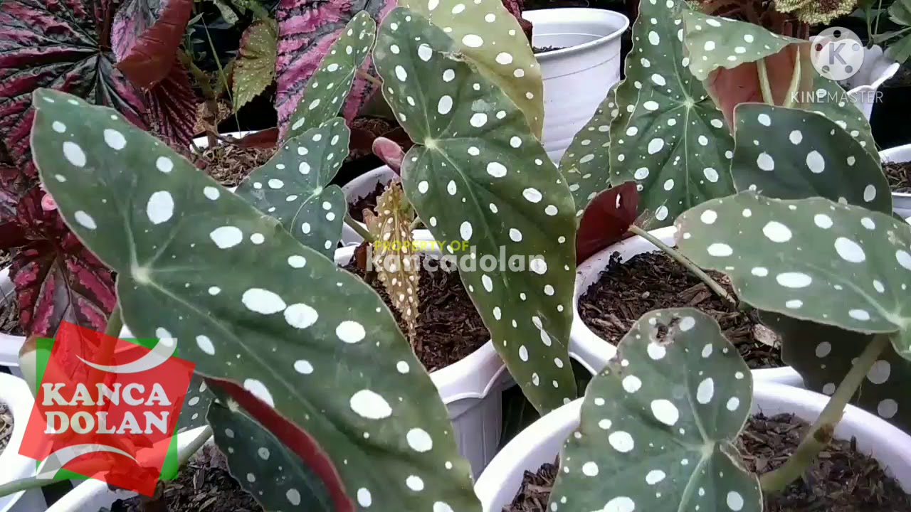 Detail Gambar Bunga Begonia Polkadot Nomer 20