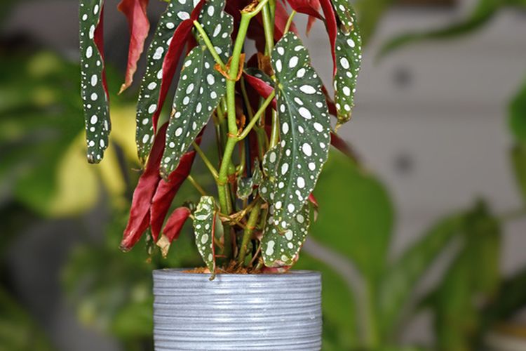 Detail Gambar Bunga Begonia Polkadot Nomer 21