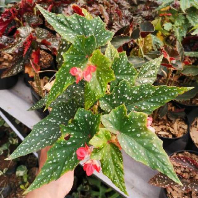 Detail Gambar Bunga Begonia Polkadot Nomer 24