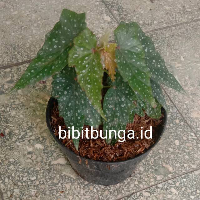 Detail Gambar Bunga Begonia Polkadot Nomer 25