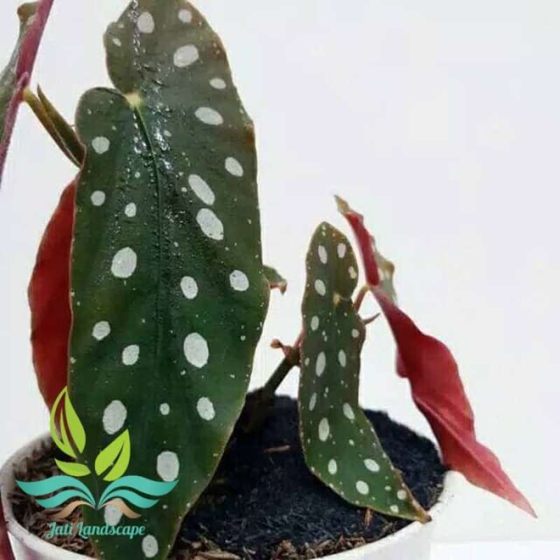 Detail Gambar Bunga Begonia Polkadot Nomer 44
