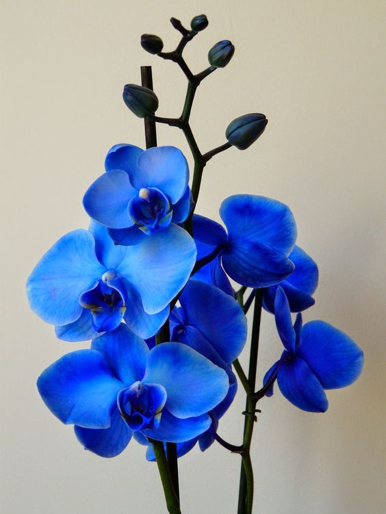 Detail Gambar Bunga Berwarna Biru Nomer 22