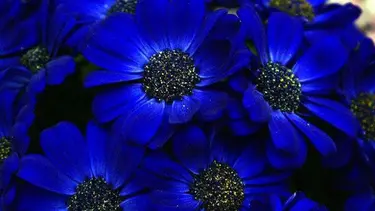 Detail Gambar Bunga Berwarna Biru Nomer 5