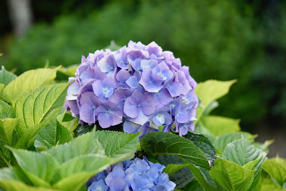 Detail Gambar Bunga Berwarna Biru Nomer 50