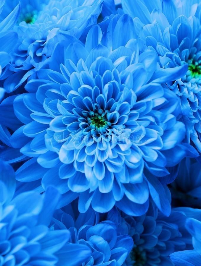 Detail Gambar Bunga Berwarna Biru Nomer 9