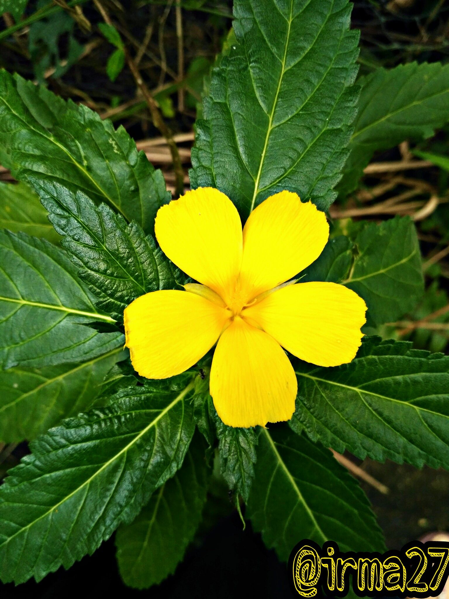Detail Gambar Bunga Berwarna Kuning Nomer 19