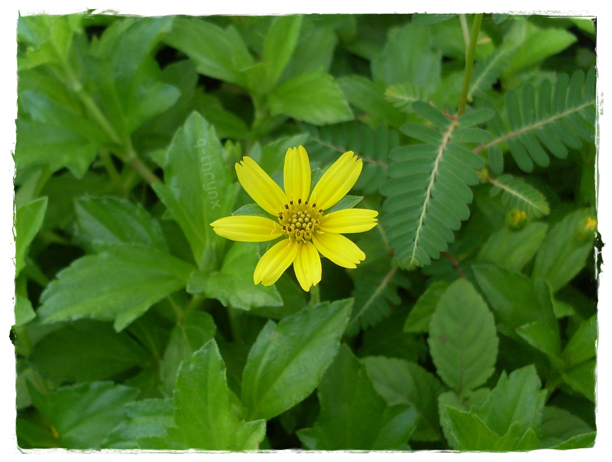 Detail Gambar Bunga Berwarna Kuning Nomer 44