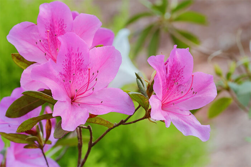 Detail Gambar Bunga Berwarna Pink Nomer 28
