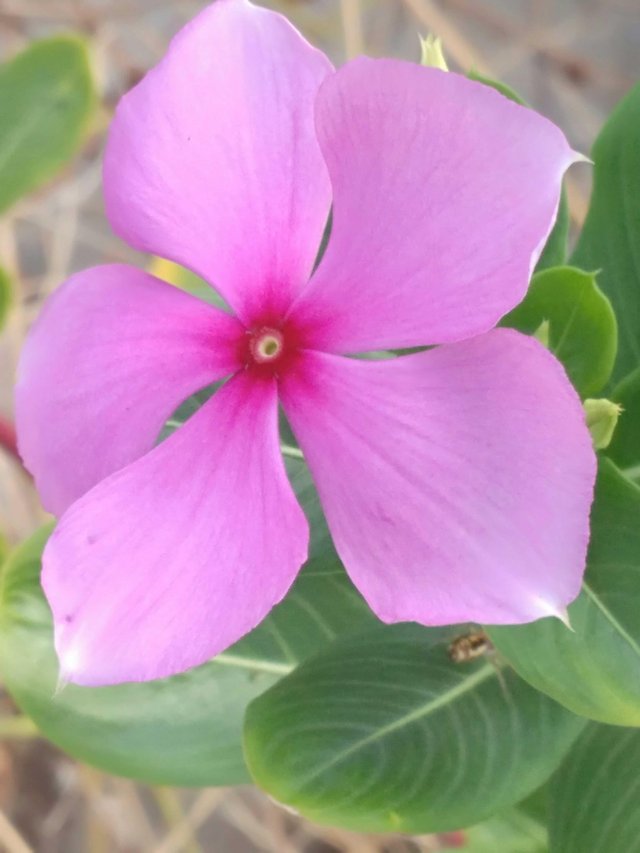 Detail Gambar Bunga Berwarna Pink Nomer 4
