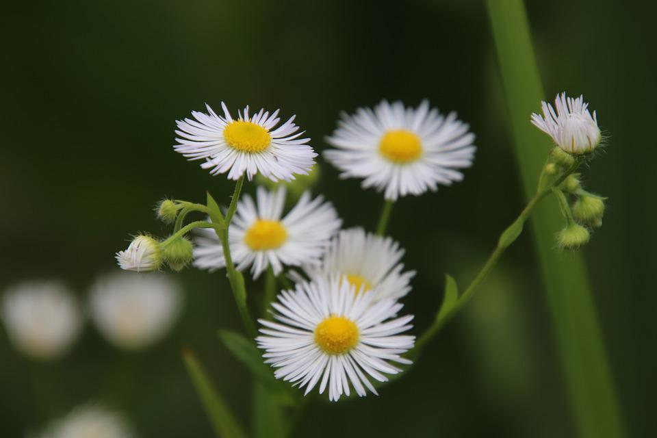 Detail Gambar Bunga Berwarna Putih Nomer 39