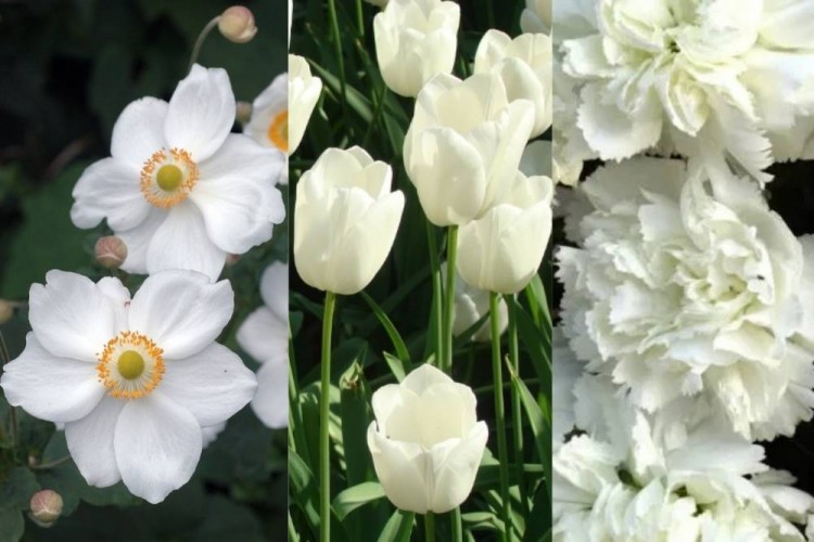 Detail Gambar Bunga Berwarna Putih Nomer 6