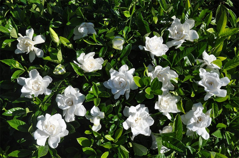 Detail Gambar Bunga Berwarna Putih Nomer 54
