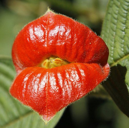 Detail Gambar Bunga Bibir Merah Nomer 12