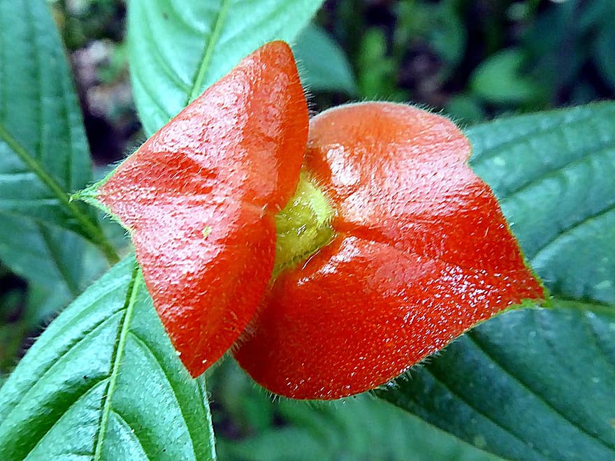 Detail Gambar Bunga Bibir Merah Nomer 27