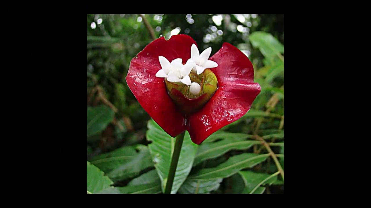 Detail Gambar Bunga Bibir Merah Nomer 32