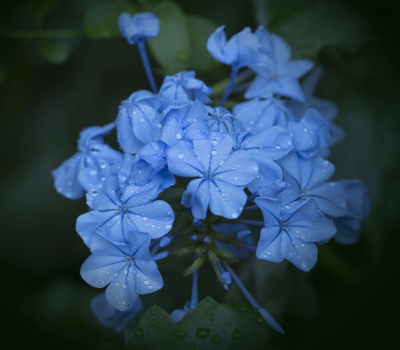 Detail Gambar Bunga Biru Cantik Nomer 13