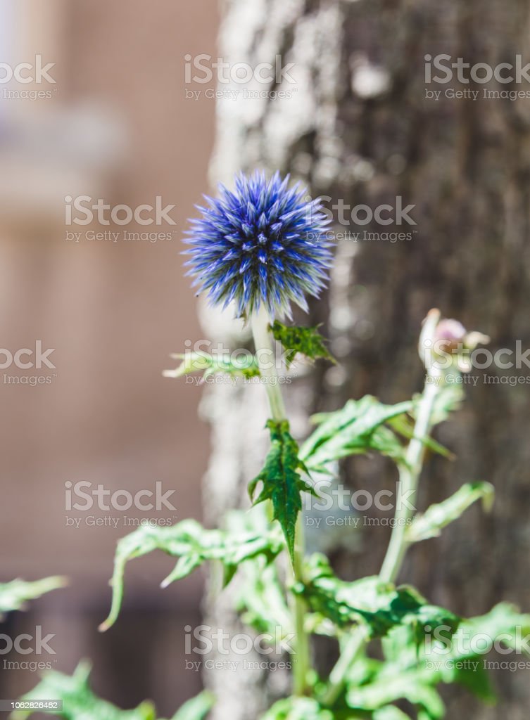 Detail Gambar Bunga Biru Cantik Nomer 56
