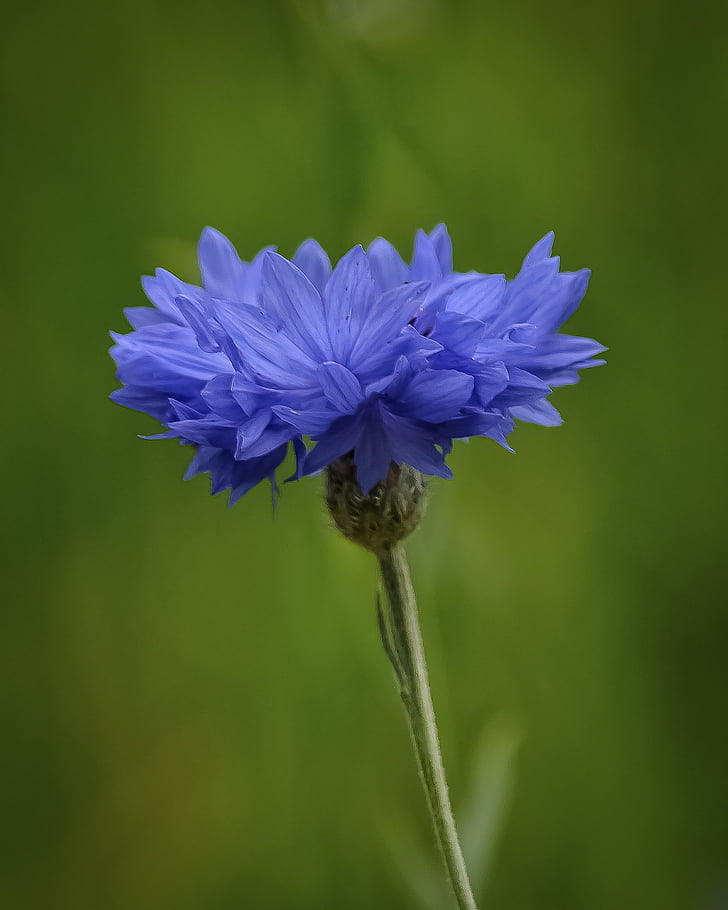 Detail Gambar Bunga Biru Cantik Nomer 10