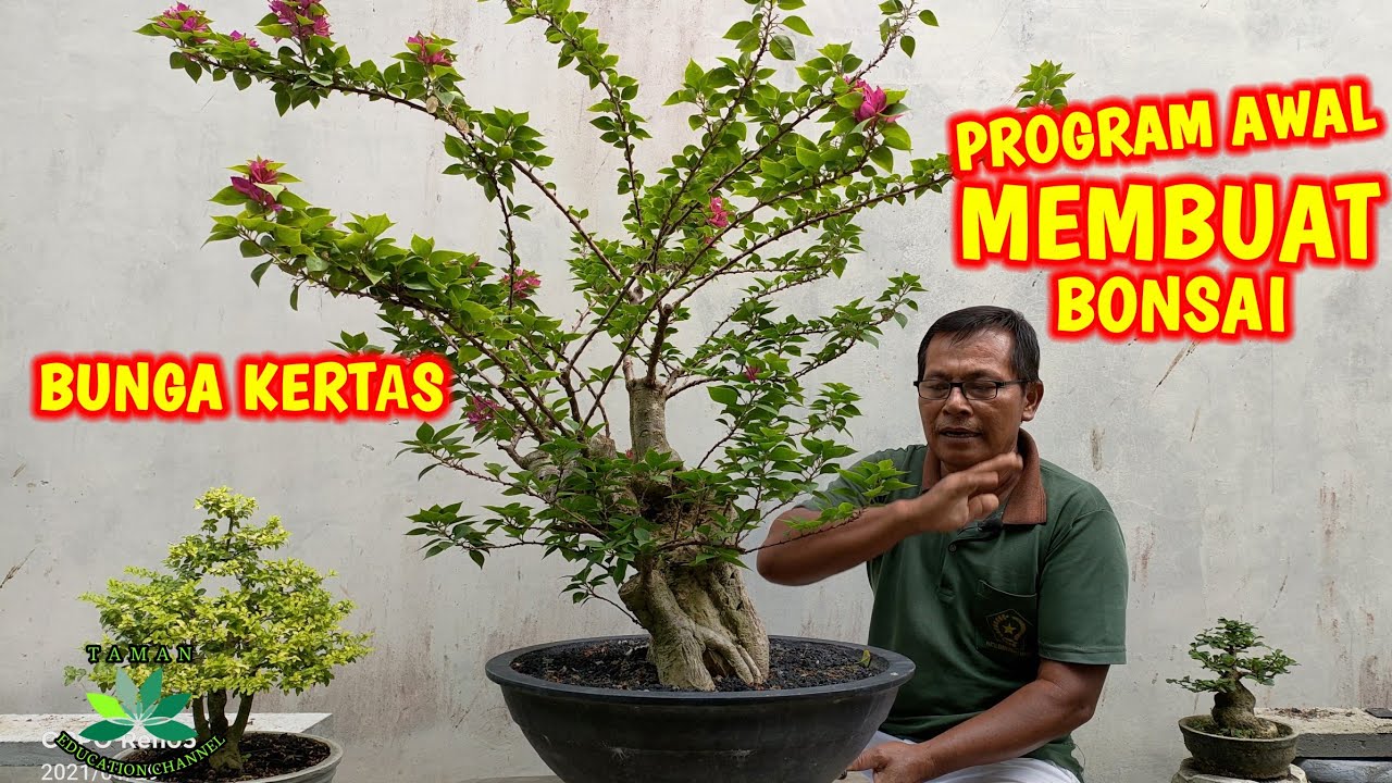 Detail Gambar Bunga Bonsai Nomer 22