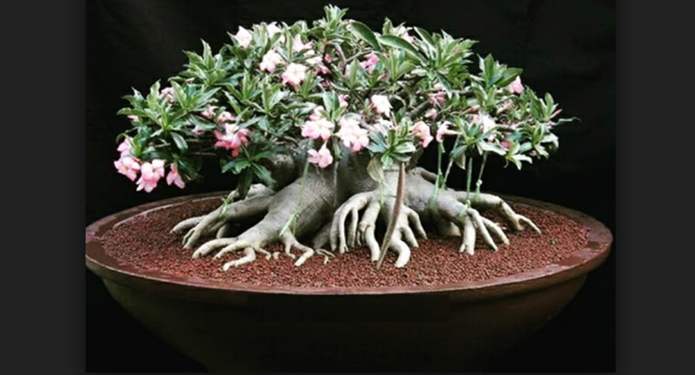 Detail Gambar Bunga Bonsai Nomer 30