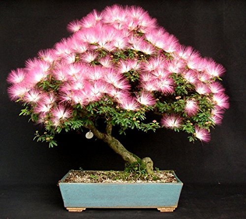 Detail Gambar Bunga Bonsai Nomer 38