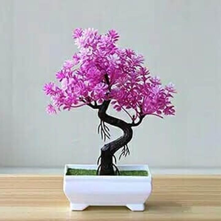 Detail Gambar Bunga Bonsai Nomer 6