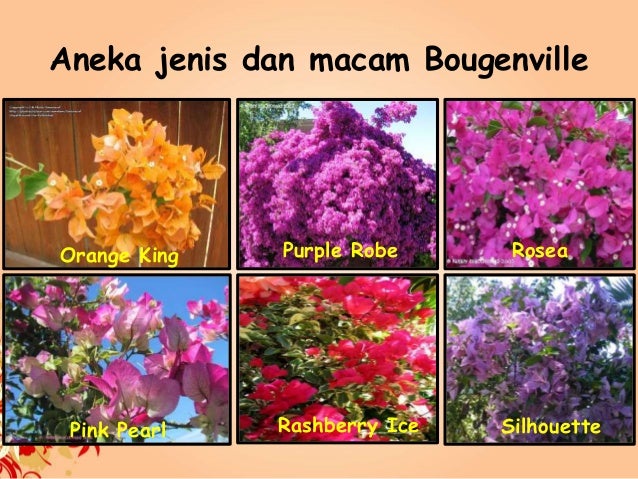 Detail Gambar Bunga Bougenville Tercantik Nomer 32