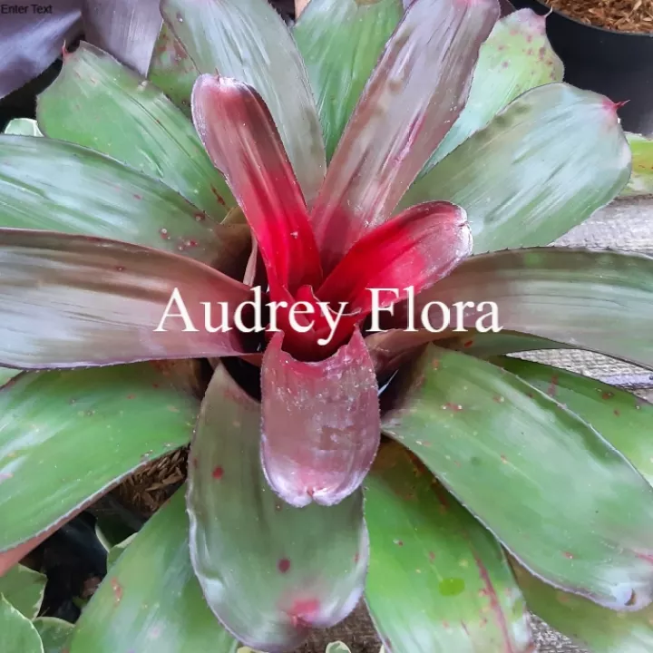 Detail Gambar Bunga Bromelia Nomer 17