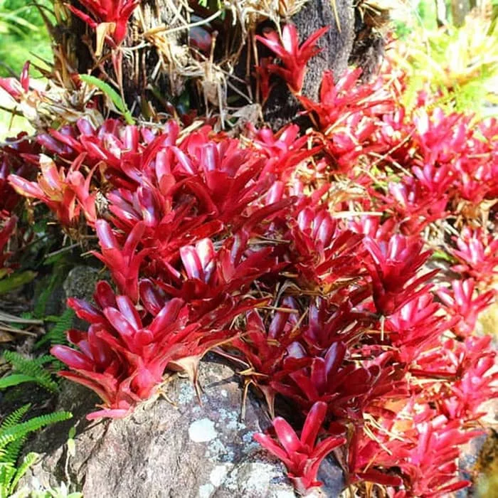 Detail Gambar Bunga Bromelia Nomer 34