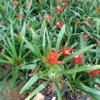 Detail Gambar Bunga Bromelia Nomer 39