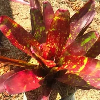 Detail Gambar Bunga Bromelia Nomer 47
