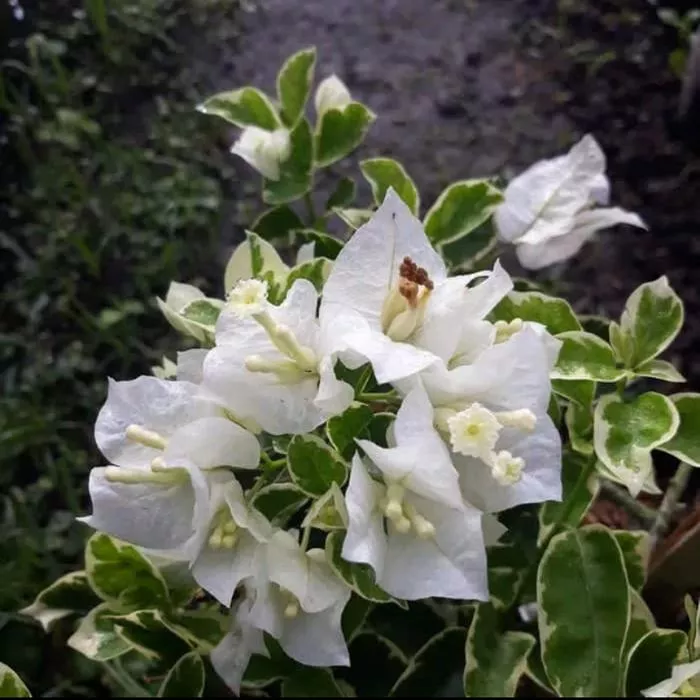 Detail Gambar Bunga Bugenvil Putih Nomer 12