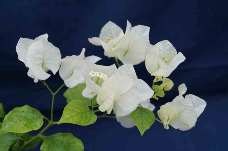 Detail Gambar Bunga Bugenvil Putih Nomer 17