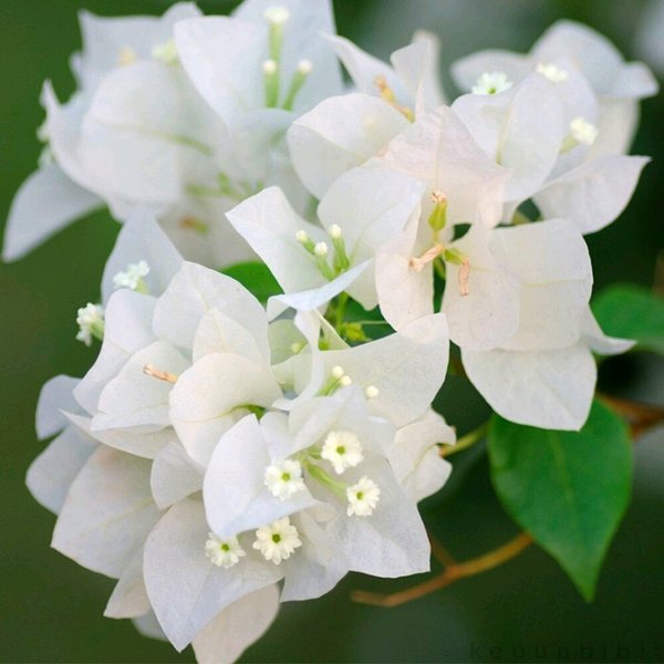 Detail Gambar Bunga Bugenvil Putih Nomer 8
