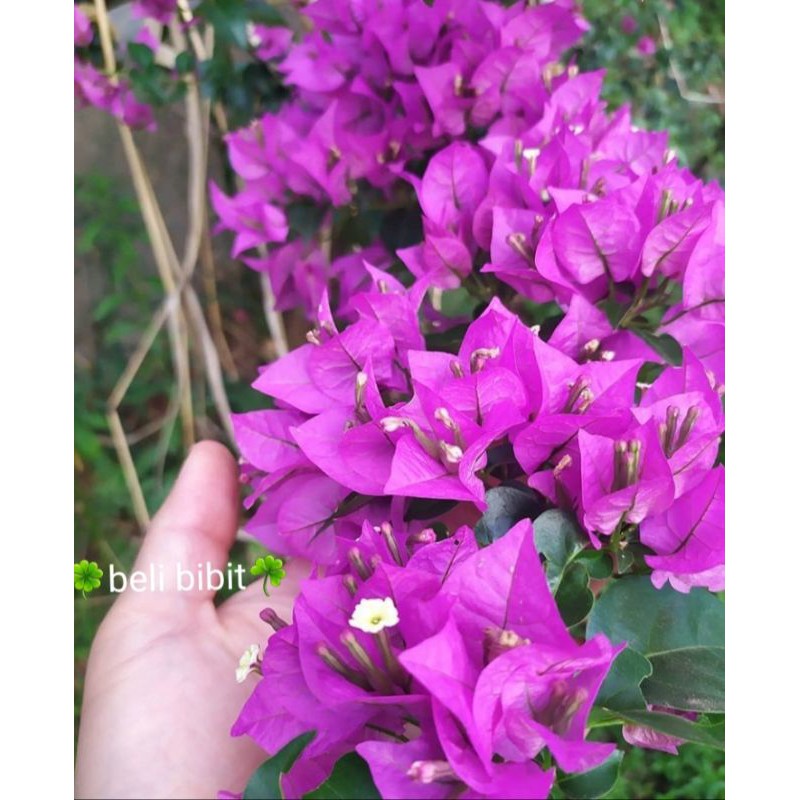 Gambar Bunga Bugenvil Ungu - KibrisPDR