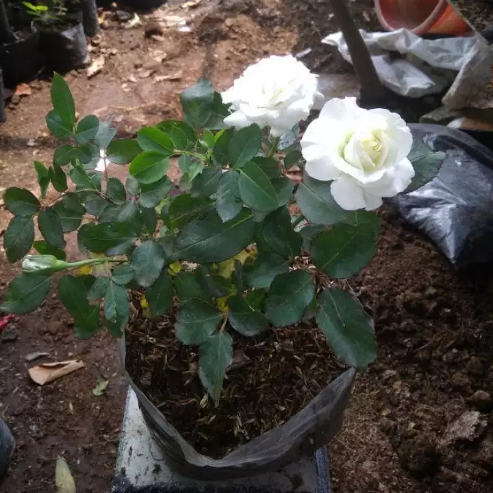 Detail Gambar Bunga Bunga Hidup Nomer 33