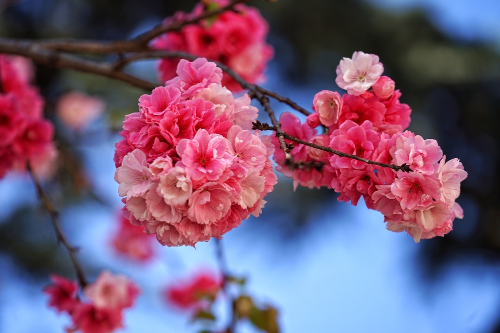 Detail Gambar Bunga Bunga Sakura Nomer 50