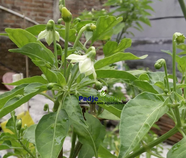 Detail Gambar Bunga Cabe Rawit Nomer 14