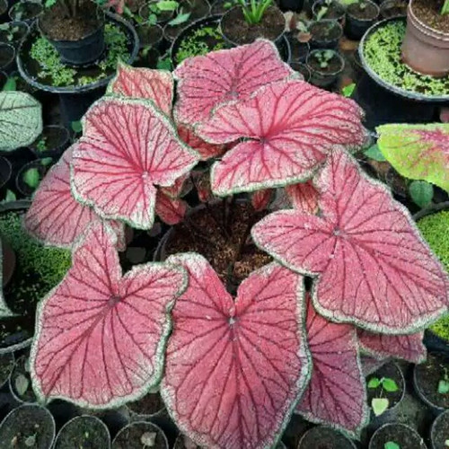 Detail Gambar Bunga Caladium Nomer 30