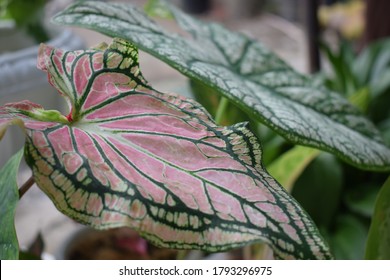 Detail Gambar Bunga Caladium Nomer 40