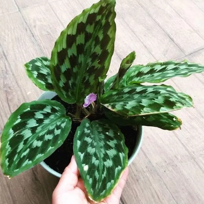 Detail Gambar Bunga Calathea Nomer 16