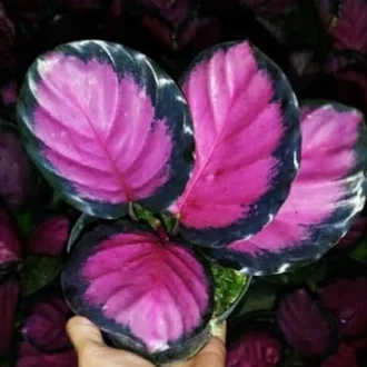 Detail Gambar Bunga Calathea Nomer 21