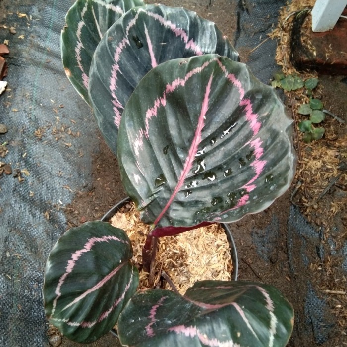 Detail Gambar Bunga Calathea Black Lipstick Nomer 37